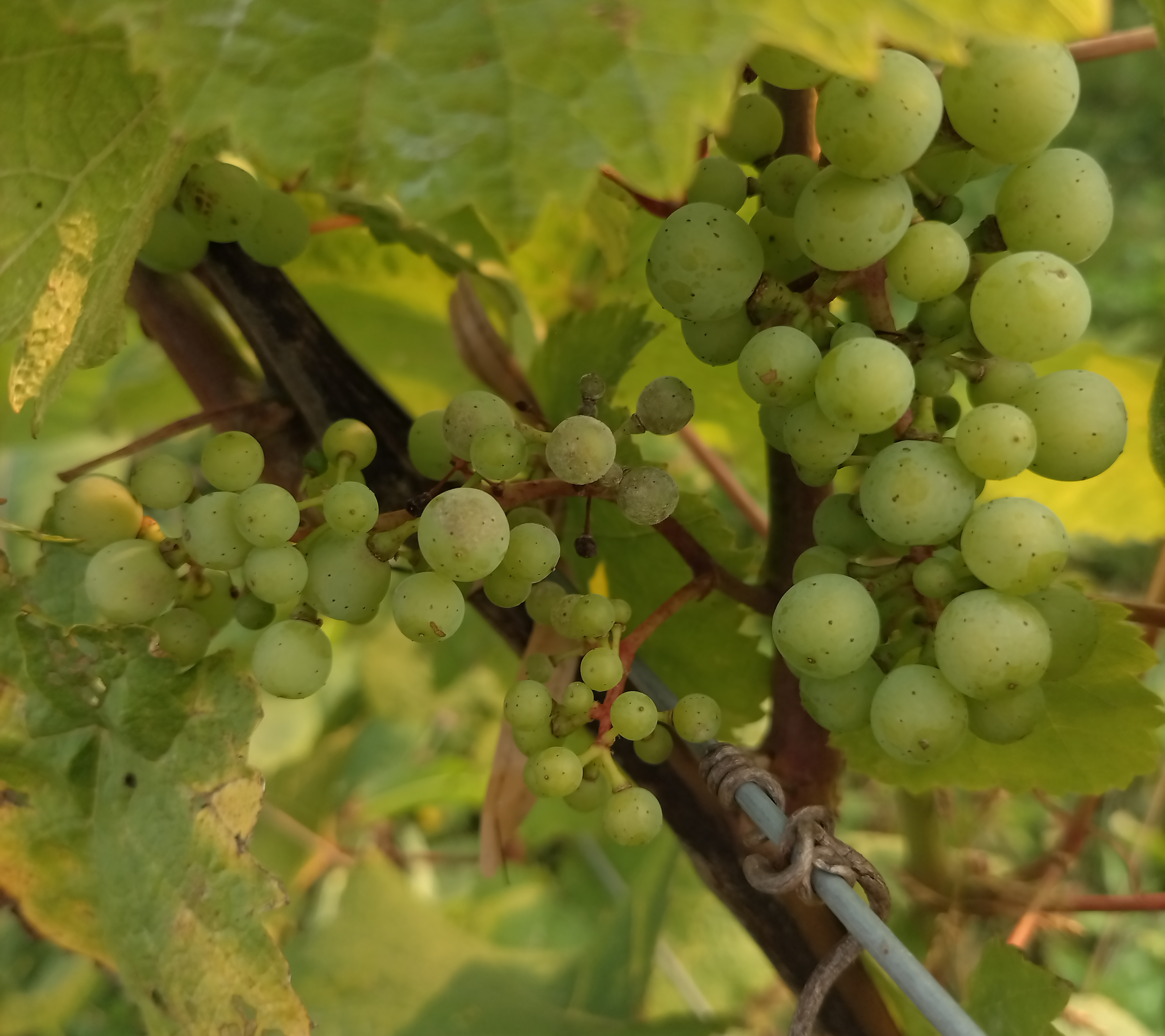 Grapes hanging from a tree infected with powdery mildew.
